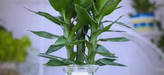 连花竹的养护技巧有哪些？