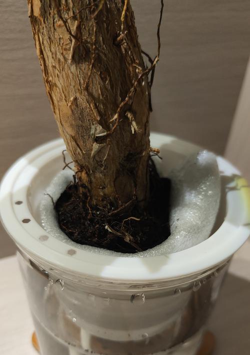 连花竹的养护技巧有哪些？