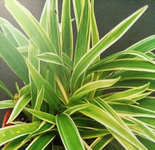 名贵观叶植物有哪些推荐？