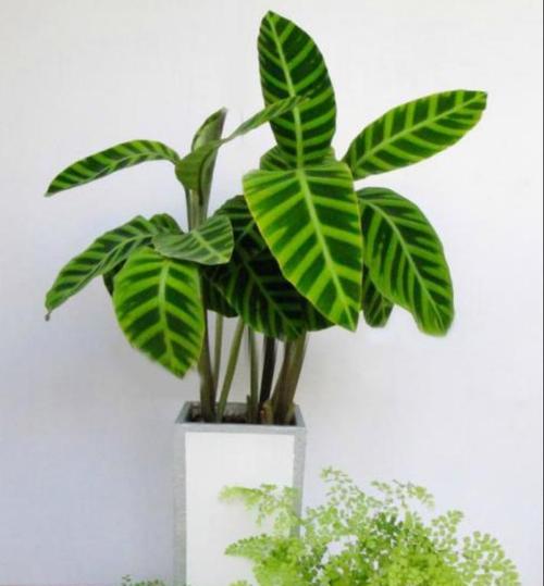 名贵观叶植物有哪些推荐？