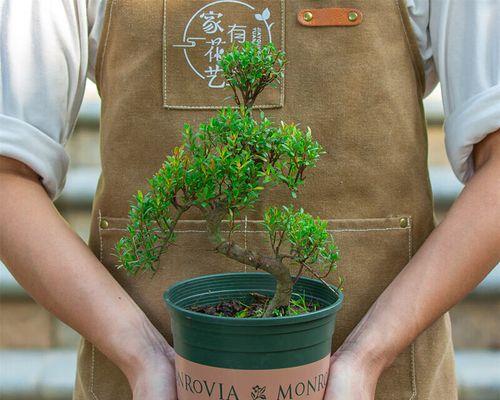 名贵观叶植物有哪些推荐？