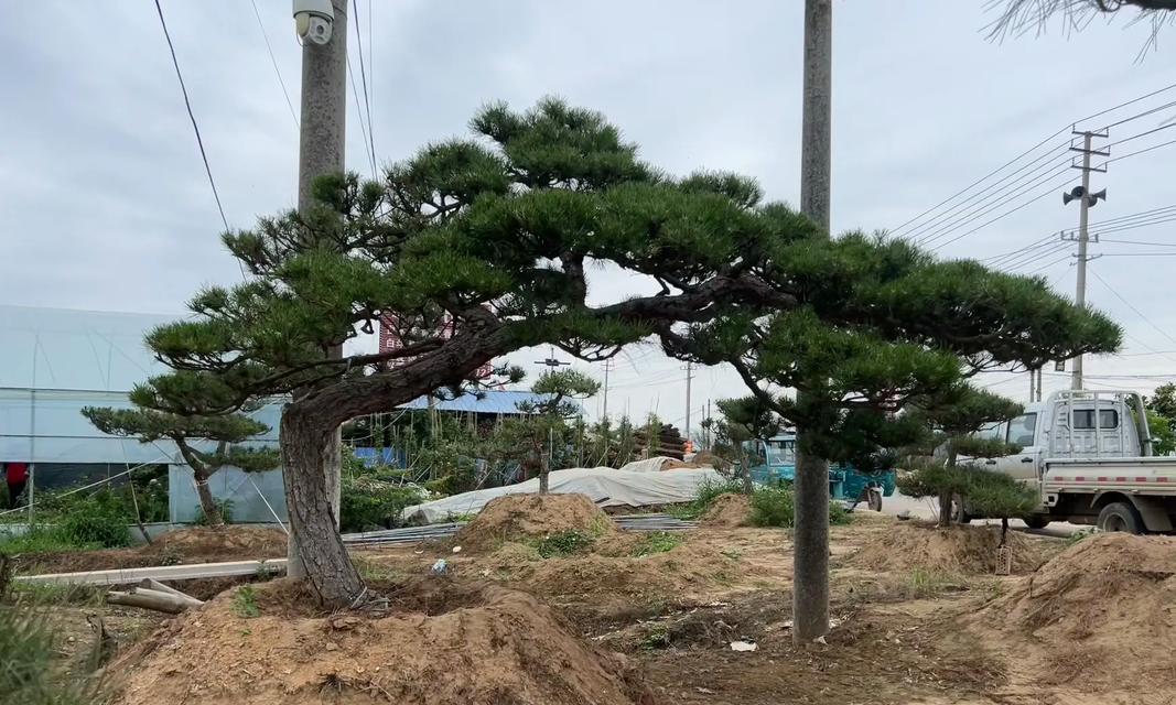 黑松快速生根的秘诀是什么？
