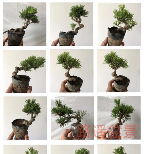 黑松快速生根的秘诀是什么？