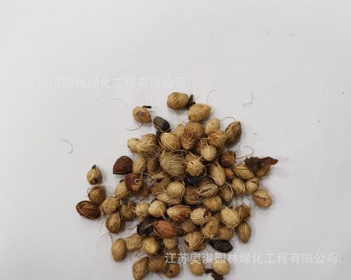 散尾葵种子发芽的正确方法是什么？怎样才能快速发芽？