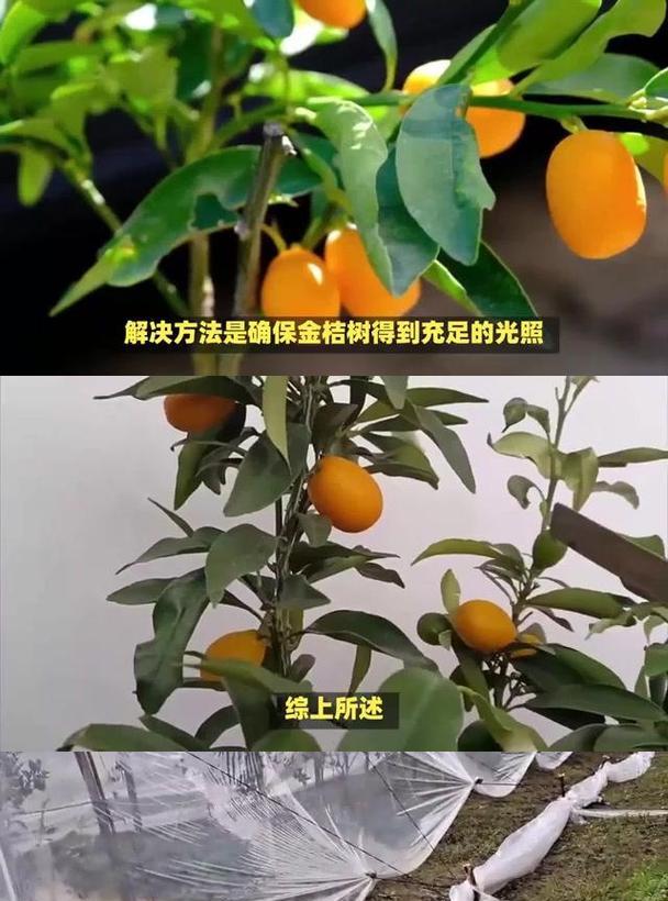 金桔的养护技巧有哪些？金桔如何养才能结果？