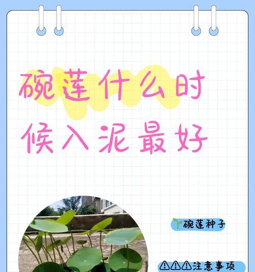 碗莲入泥后正确的养护方式是什么？
