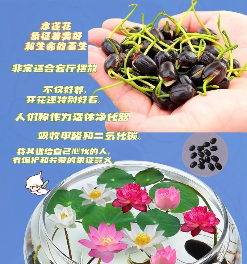 碗莲入泥后正确的养护方式是什么？
