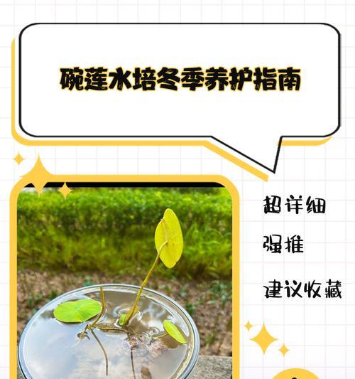 碗莲入泥后正确的养护方式是什么？
