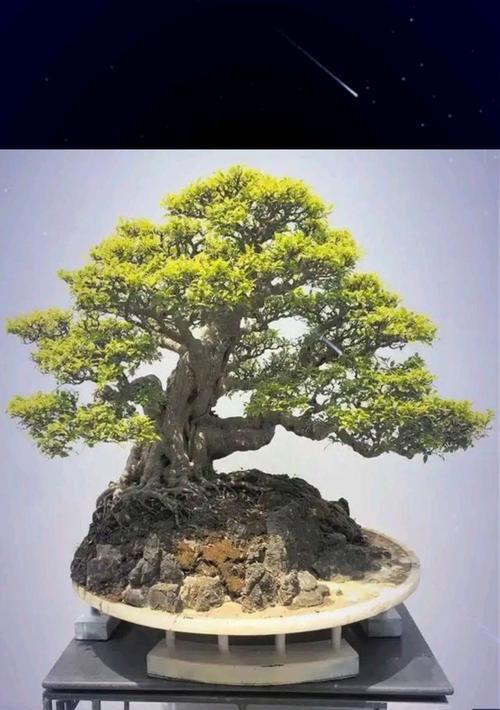 盆景修剪方法是什么？如何修剪出美观的盆景？