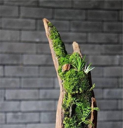 常见苔藓类植物有哪些？苔藓植物的生长环境是什么？