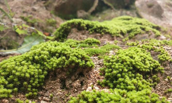 常见苔藓类植物有哪些？苔藓植物的生长环境是什么？