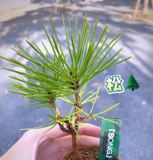 哪些植物怕冷？冬季如何进行保暖？