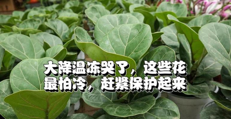 哪些植物怕冷？冬季如何进行保暖？