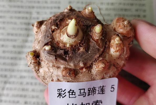马蹄莲种植的步骤和技巧是什么？