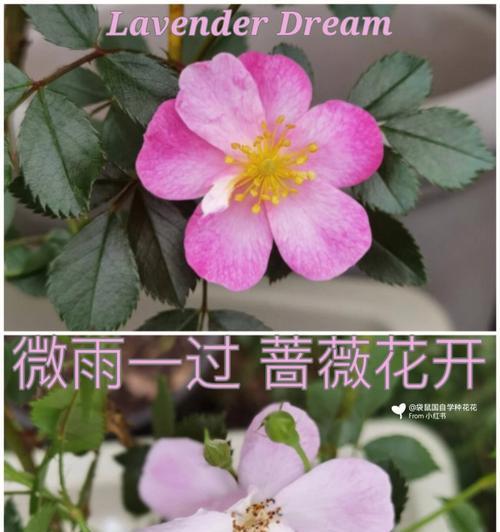 蔷薇花有哪些种类？它们的花语和用途是什么？