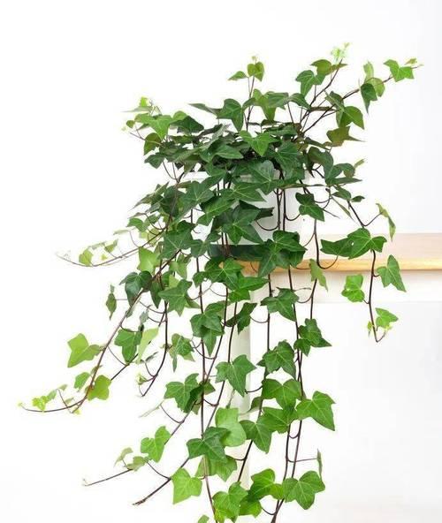 室内花草树木品种有哪些？如何选择最适合家庭的植物？