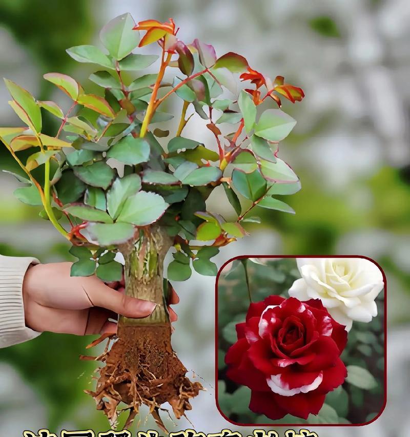 玫瑰花的种植季节是什么时候？如何进行种植？