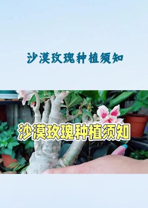 玫瑰花的种植季节是什么时候？如何进行种植？