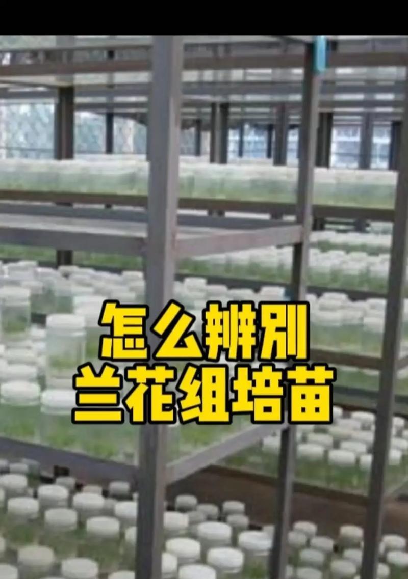 兰花缓苗的正确步骤？怎样才能让兰花快速适应新环境？
