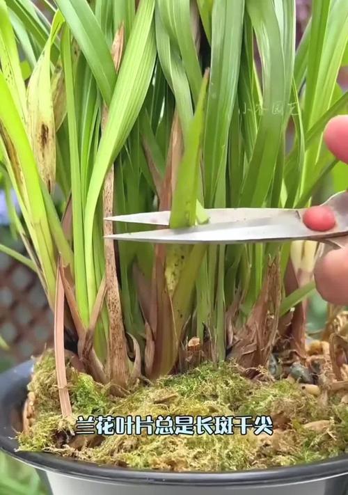 兰花缓苗的正确步骤？怎样才能让兰花快速适应新环境？