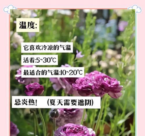 毛茛的养护要点有哪些？如何确保其健康生长？