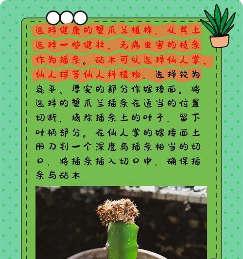 蟹爪兰的养殖方法和注意事项是什么？