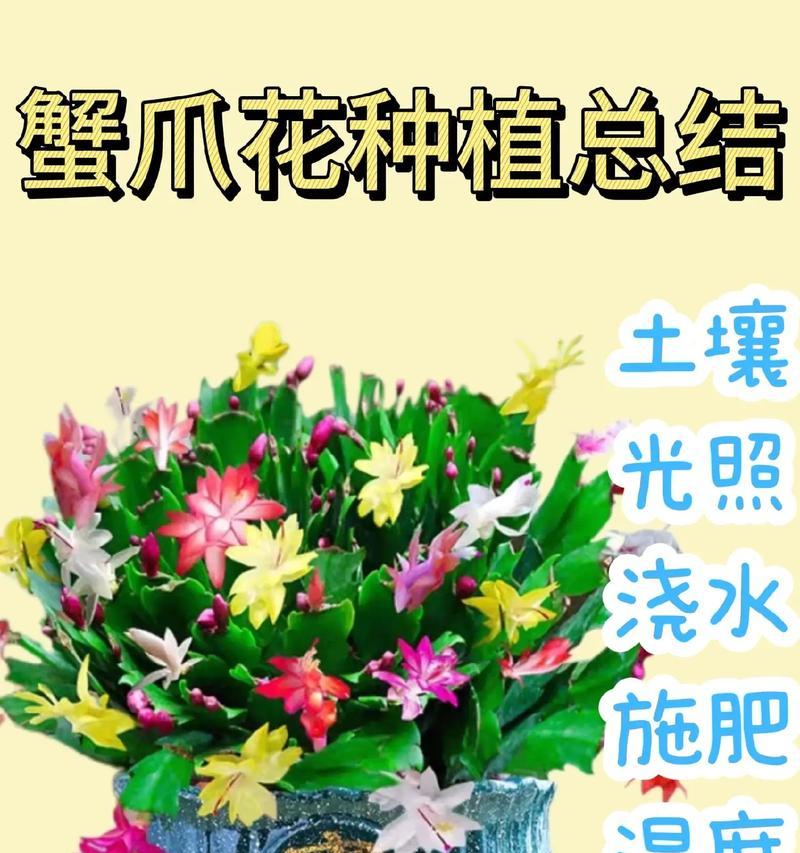蟹爪兰的养殖方法和注意事项是什么？