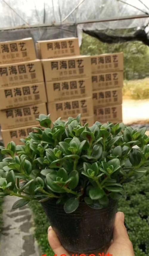 金鱼草的植物特性是什么？金鱼草有哪些观赏和园艺价值？