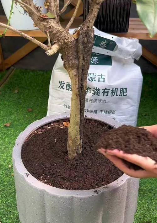 绿植施什么肥？室内植物施肥的正确方法？