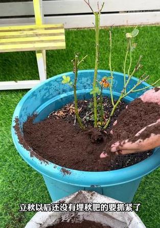 绿植施什么肥？室内植物施肥的正确方法？