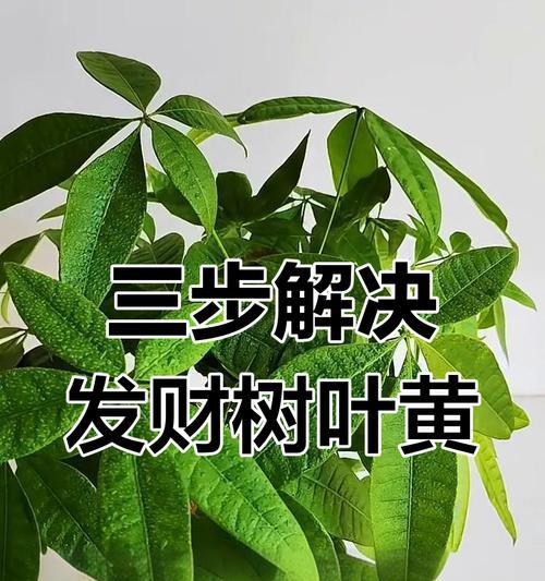 发财树叶子发黄怎么办？补救措施和预防方法是什么？