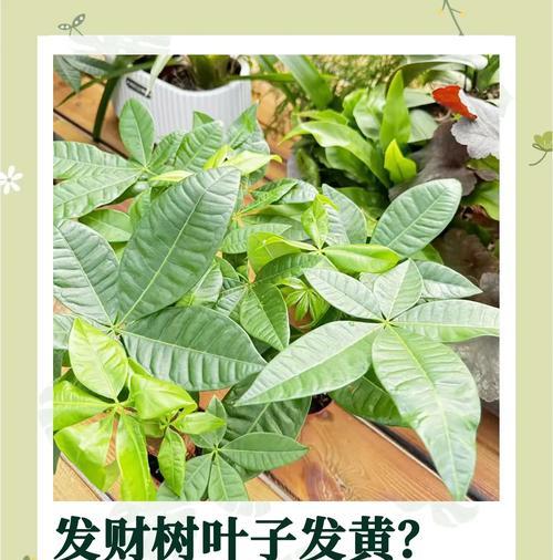 发财树叶子发黄怎么办？补救措施和预防方法是什么？
