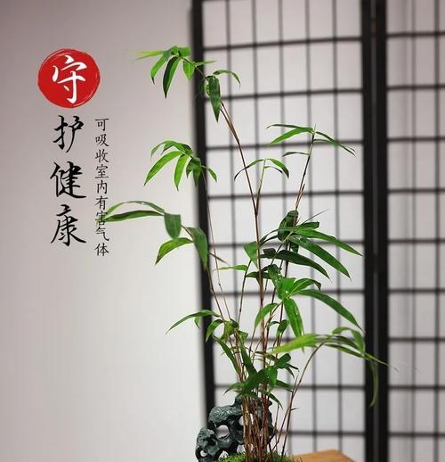 观音竹的养护方法有哪些？