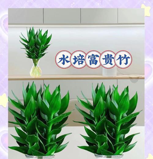 观音竹的养护方法有哪些？