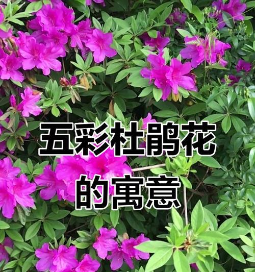 杜鹃花象征着什么意义？