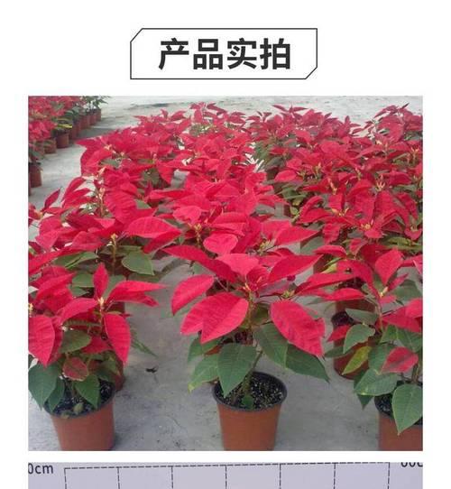 一品红的颜色是什么样的？