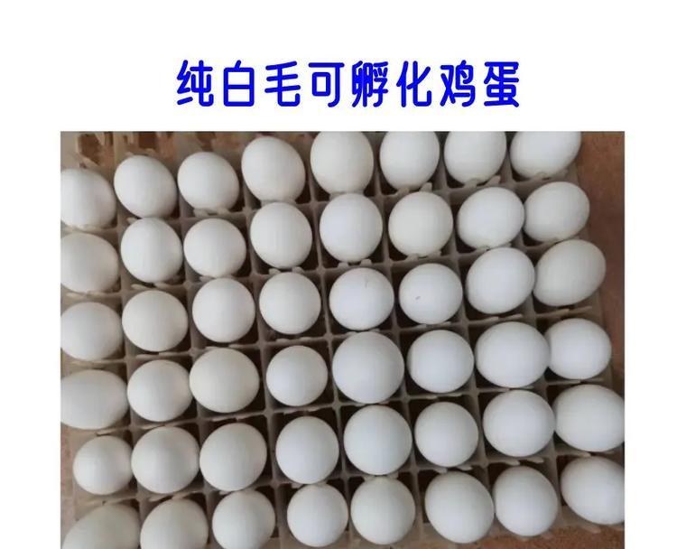 鸡蛋怎么养？养殖鸡蛋的正确方法是什么？