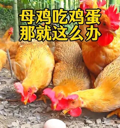 鸡蛋怎么养？养殖鸡蛋的正确方法是什么？