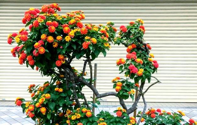 五色梅的开花季节是什么时候？