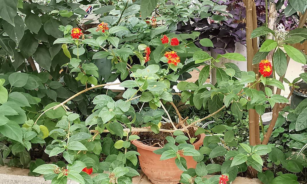 五色梅的开花季节是什么时候？