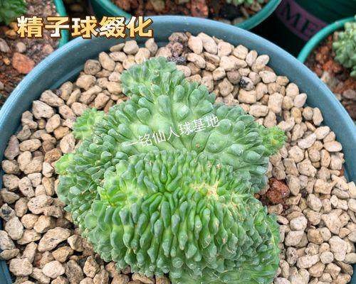 仙人球多球繁殖？正确的养护技巧是什么？