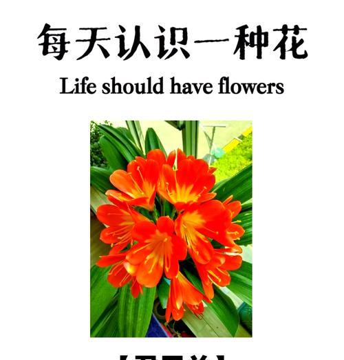 君子兰有多少品种？如何挑选高品质君子兰？