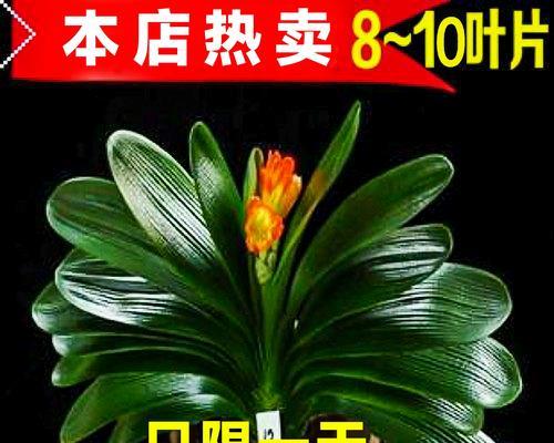君子兰有多少品种？如何挑选高品质君子兰？