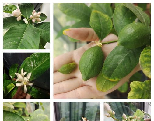 柠檬盆栽的种植方法和养护技巧是什么？