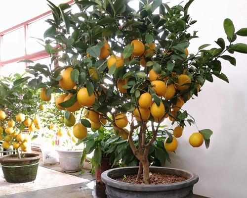柠檬盆栽的种植方法和养护技巧是什么？