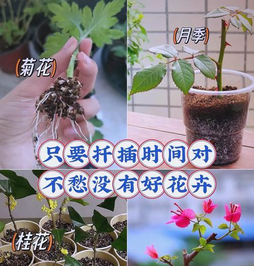 菊花修剪的最佳时机和方法是什么？