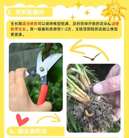 菊花修剪的最佳时机和方法是什么？
