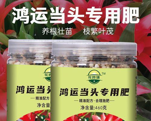 鸿运当头施肥技巧是什么？如何正确施肥？
