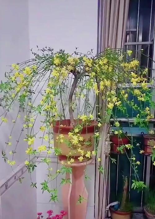 迎春花的养殖技巧是什么？