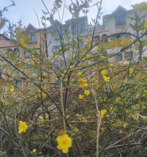 迎春花的养殖技巧是什么？